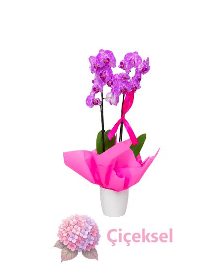 2li Pembe Saksılı