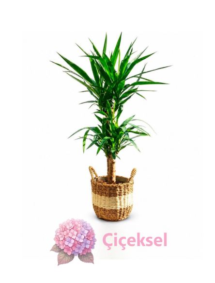 2li Yuka Hasır Saksılı